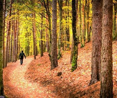 Bosque de hayedos Tejera Negra