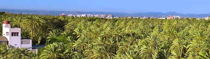 El Palmeral de Elche