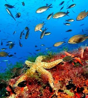 Submarinismo en Formentera