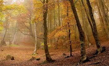Bosque de hayedos La Rioja