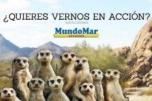 Suricatas en Mundomar Suricatas en Mundomar