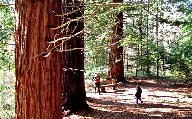 Bosque de secuoyas Cantabria