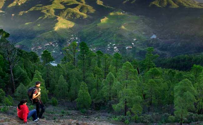 Bosque y pinar de Tamadaba, Gran Canaria