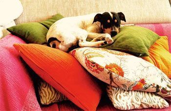 Hotel para perros