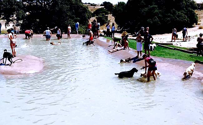 Piscina Campus perruno