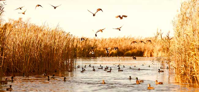 Parque Natural Albufera