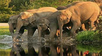 Elefantes en el lago Periyar