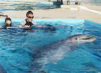 Nadar entre delfines