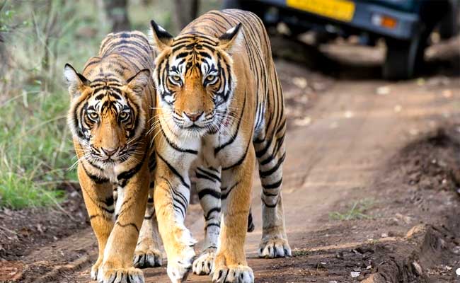 Reserva de tigres Thekkady