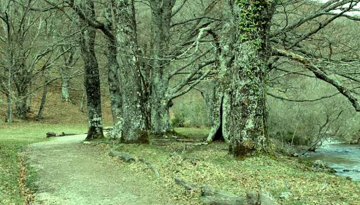 Hayedo de Montejo de la Sierra