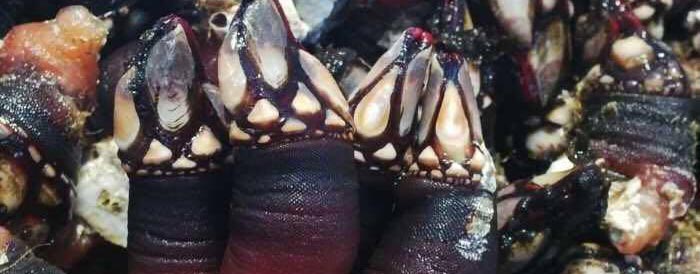 Percebes gallegos Percebes gallegos