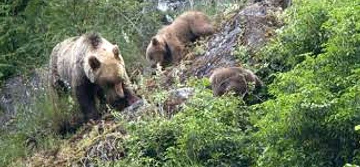 Avistamiento de osos en Asturias