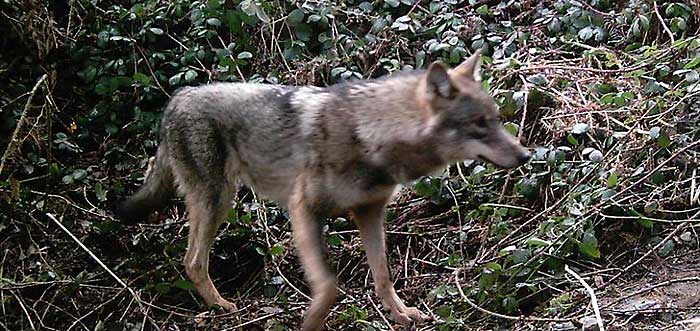 Avistamientos de lobo ibérico Asturias