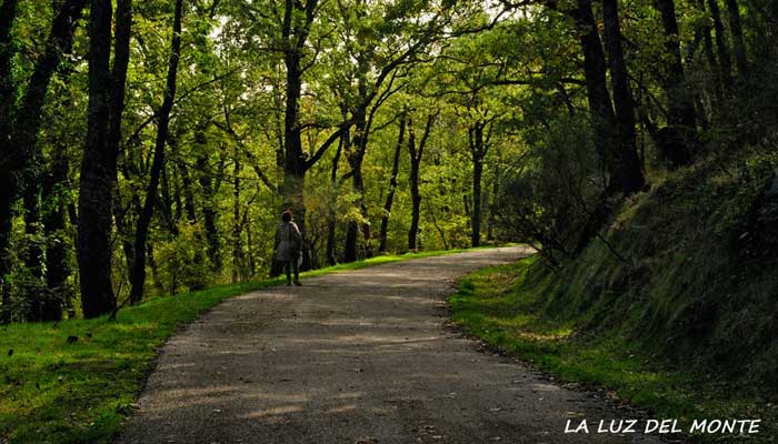 Bosque de la Herrería