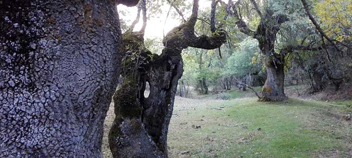 Encinar Cerezo de Abajo