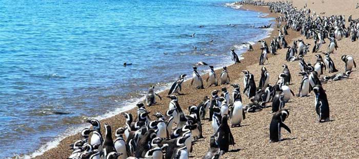 Pinguínos Magallanes Pinguínos Magallanes
