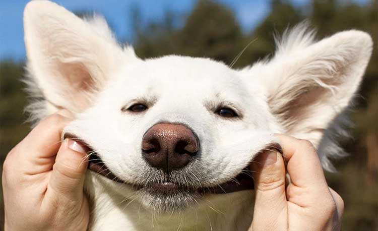 Practicar deportes de invierno con perros