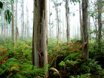 Bosque de eucaliptos Galicia