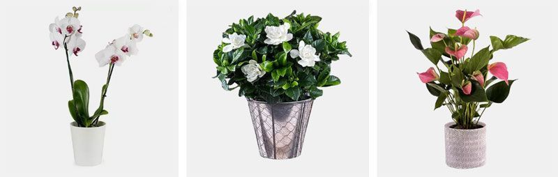 Flores para reuniones familiares
