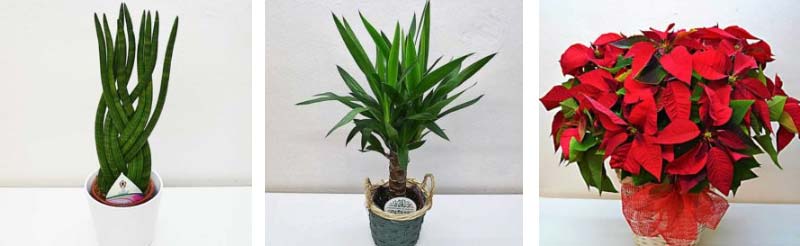 Plantas de interior