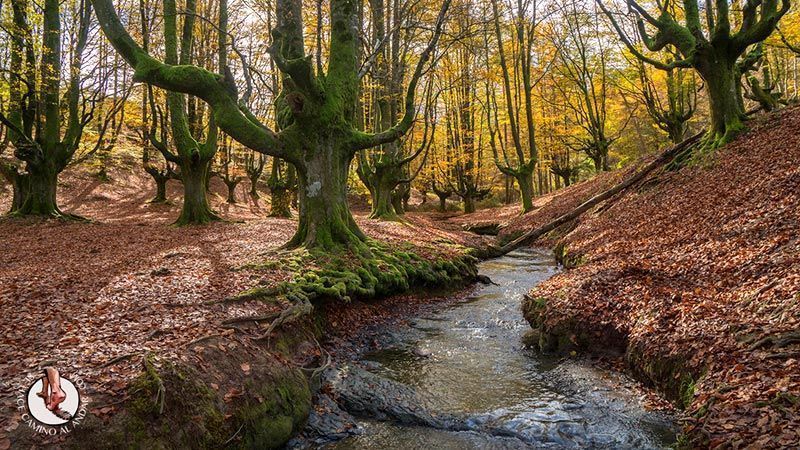 Hayedo Monte Gorbea