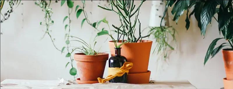 Macetas de barro para plantas