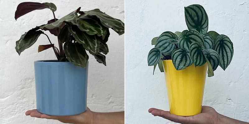 Macetas para plantas desarrolladas