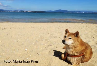 Playa para perros Pobra do Caramiñal