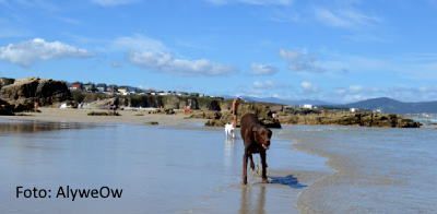 Playa para perros Punta Corveira