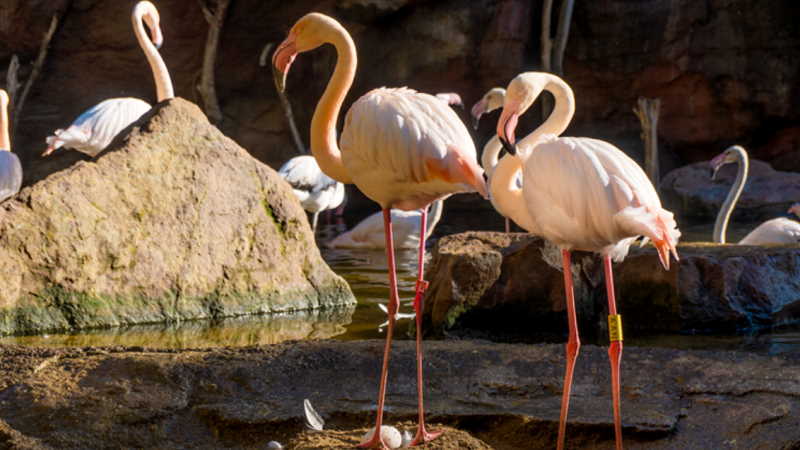 Bioparc Fuengirola Bioparc Fuengirola