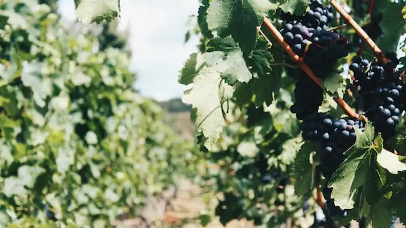 Enoturismo en la Rioja