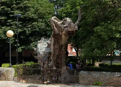 Olmo viejo en Machado, en Soria